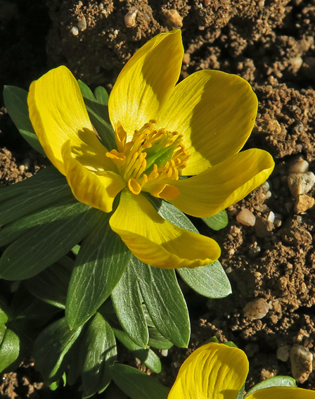eranthis2