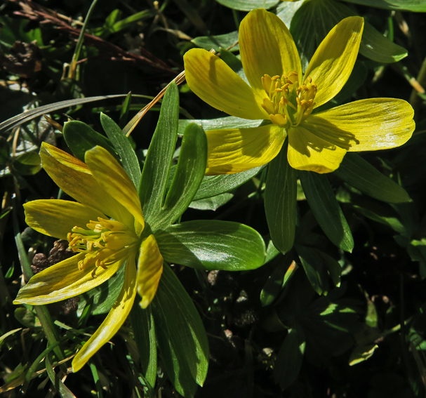 eranthis1