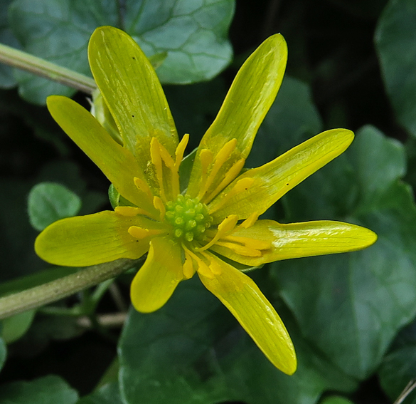 Ranunculus16