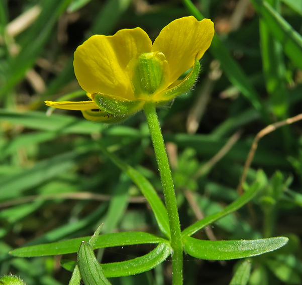 Ranunculus8a